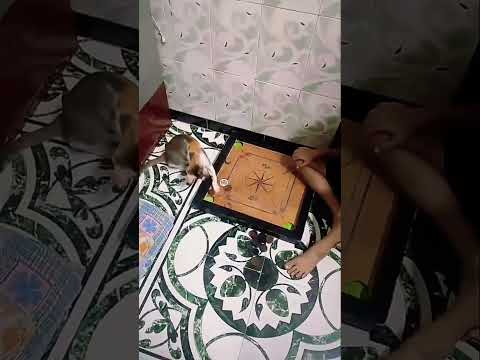 Cute Cat 🐱 Playing carrom board#shortvideo #ytshortvideo #viralvideos #trending