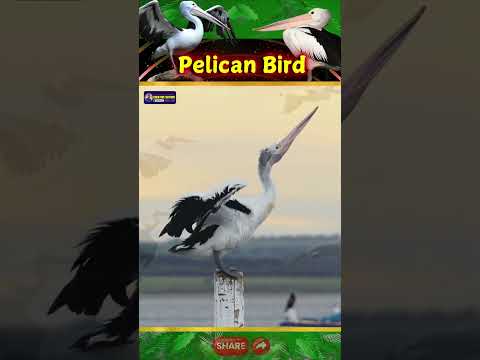 Majestic Sound of Pelican Bird | Symbols of Prosperity & Good Fortune | Creative Nature #birds