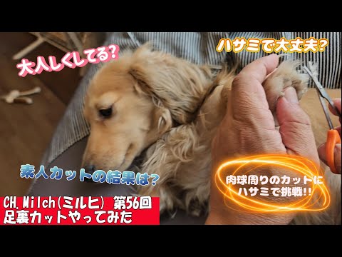 第56回足裏カットやってみた