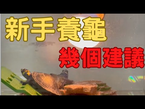 新手養龜，注意事項！