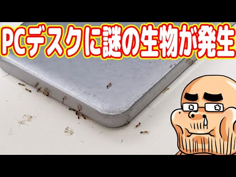 吉田のPCデスク、謎の生物に侵略される(´;ω;｀)