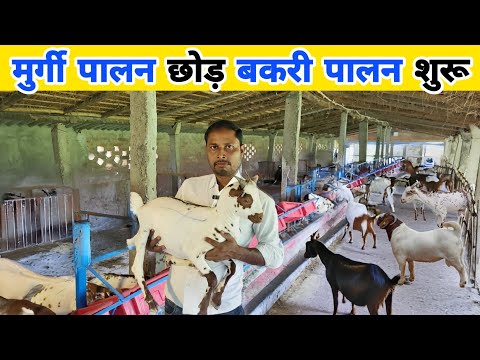 25 साल के मुर्गी पालन को छोड़कर बकरी पालन शुरू किया | Goat farming | Poultry farm