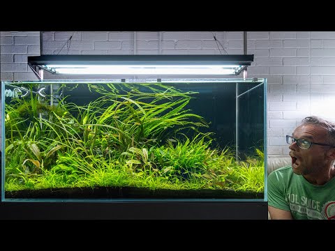 His best aquascape yet ? (4K chilled)