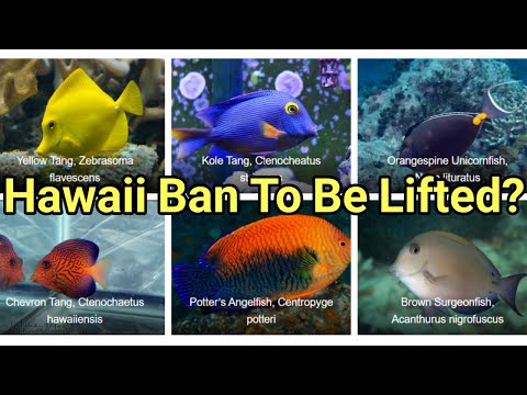 What Lifting The Hawaii Ban Would Mean | The Prestige Reef Dork Show Ep 59