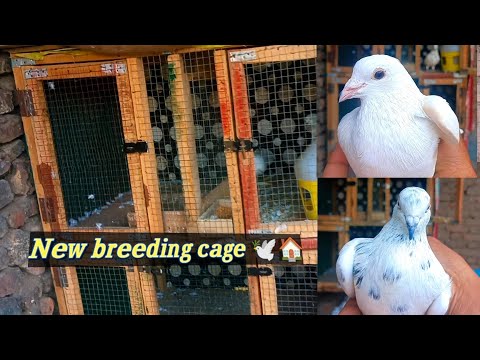 New Breeding Cage 🕊️🏠 || pigeon breeding setup #pigeonsvideo #kingflyingpigeons #viralvideo