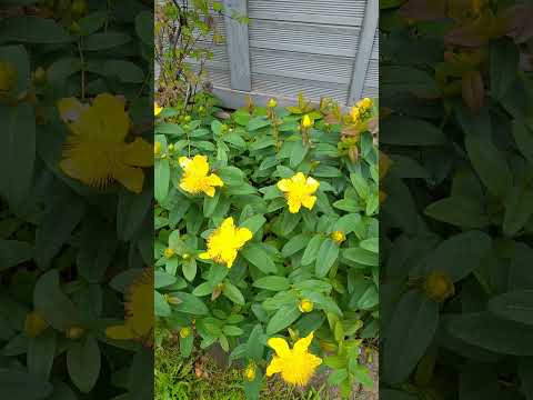 Yellow flowers. #plants #gardenplants #springgarden #june2024