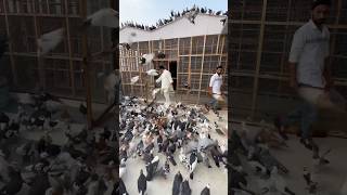 Log hasenge tumpr #pigeon #kabootar #youtubeshorts #shortvideo #viralvideo #shorts #short