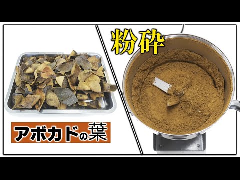 アボカドの葉を粉末にしました（ハイスピードミル）