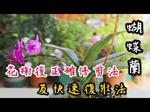 【天天小花農】蝴蝶蘭花開完後，如何正確修剪花梗以及快速復壯