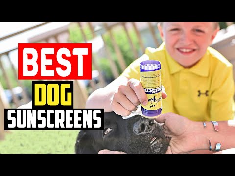 ✅Top 5 Best Dog Sunscreens in 2024