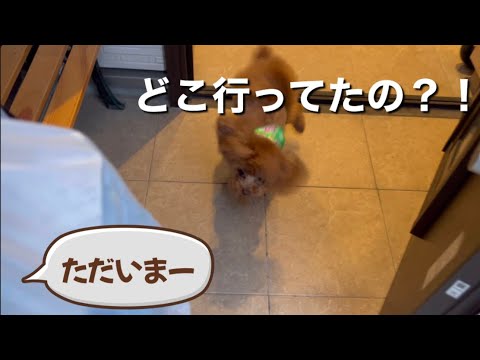 愛犬を置いて陶器市へ行く