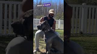 More About My Cane Corso Duke! 🐶