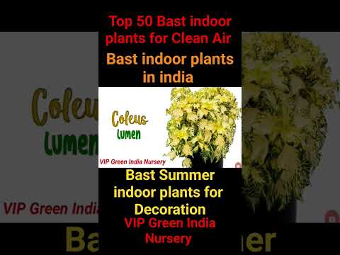 Top 50 bast indoor plants Bast indoor plants for Clean Air Bast summer indoor plants for decoration