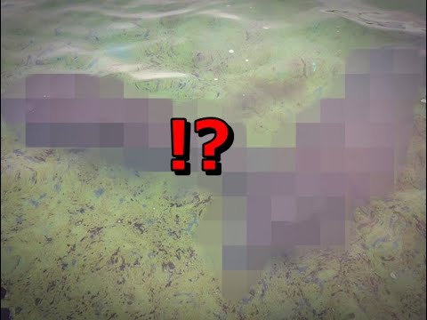 突如、巨大生物に遭遇！？