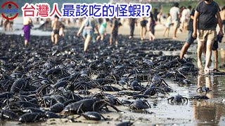 [生物放大鏡]使人類潰不成軍的"人蝦大戰" | 不需交配就能無限繁殖的生物 | 沼澤裡的怪物