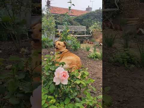 Maple has been modelling this morning, amongst the roses 😊