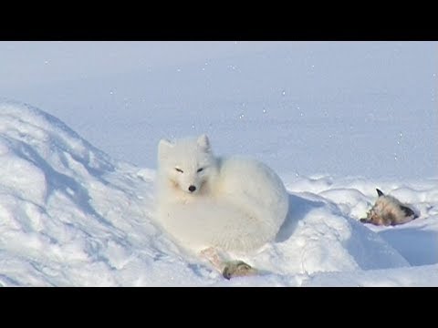 Polar fox - Penny Icecap 2009 expedition