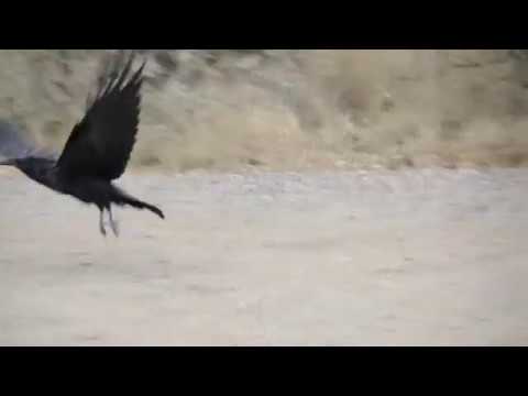 Crow in Sedona Arizona Caws and Flies Away