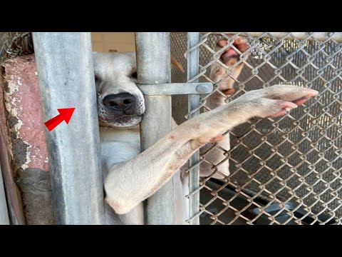 The dog extends his paw to everyone who passes by the shelter, hoping that