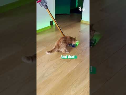 Cat Has Epic Battle with Vacuum