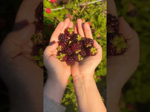 What should I make with these berries from my garden? #summer #boysenberry #dessert #garden #harvest