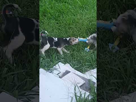 Three point tug of war  #puppy #animals #babyanimal #babydog #pup