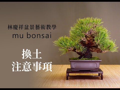 初春∣換土重要的注意事項 ◤林慶祥盆景藝術教學◢ Bonsai in Taiwan