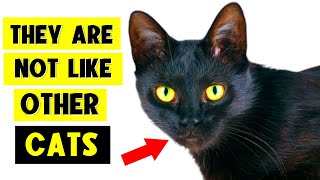 9 SURPRISING FACTS ABOUT BLACK CATS! 🐈‍⬛🔥 (I Bet You Don’t Know Them All!)