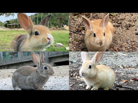 Rabbit Island in Japan | Meet Baby Rabbits Born this Spring