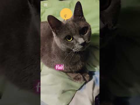 Как он делает!?🐱#нашамауси #домашнийпитомец #shorts