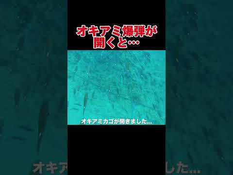 堤防真下でやばい魚発見#釣り#福岡釣り#相島釣り