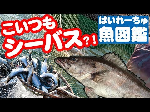 【魚図鑑　アラ】片天秤仕掛けとは？船から胴付き仕掛けで狙う超高級魚！