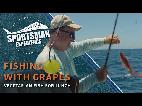 The Sportsman Experience Shorts - Catching Fish On Grapes!