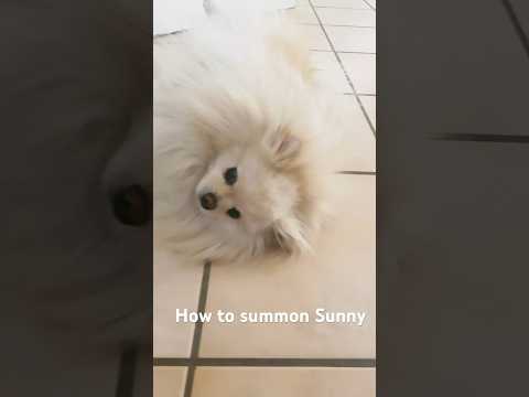 How to summon Sunny 🐾😂 #pomeranian #funny #dog #cute #doglover #silly #funnydogvideos