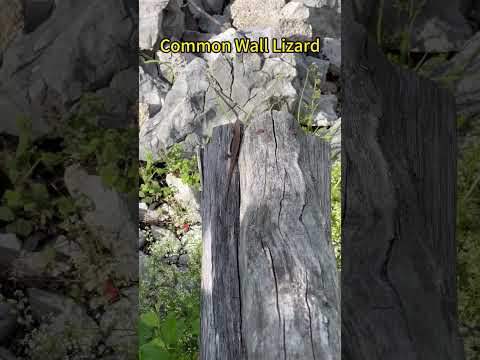 Amazing View and Common Wall Lizard! #lizard #nature #travel #wildlife