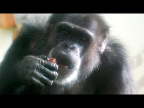 Nozomi eating chestnuts at a chestnut event and Ren fighting chestnuts　Kumamoto City Zoo Chimpanzee