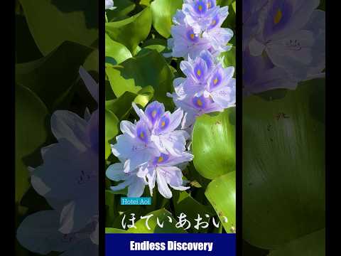 In the height of summer, water hyacinths are in full bloom. 真夏にホテイアオイが満開になります