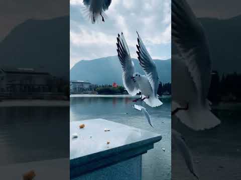 【短视频】昆明滇池之海埂大坝上的海鸥｜Seagulls on the Haigeng Dam in Dianchi Lake, Kunming