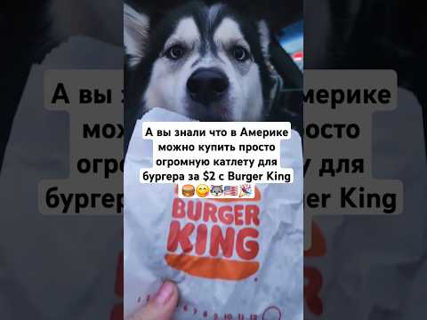 Котлета для бургера за $2 для #ХАСКИ 🐺🍔  #usa #сша #shorts #husky