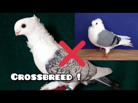 I accidentally crossed two breeds of pigeons