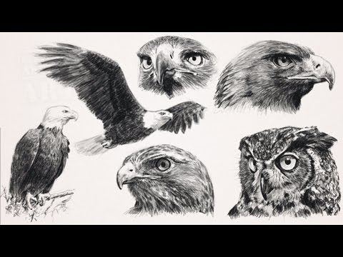 Draw Raptors : Birds of Prey with step by step how to printouts