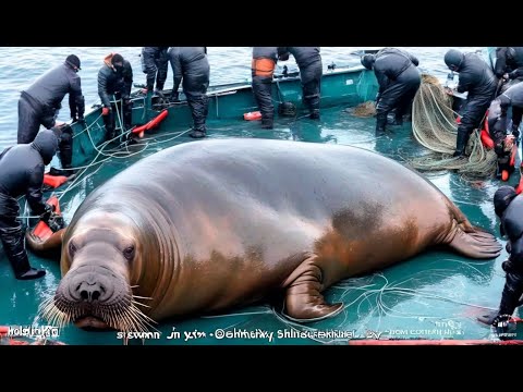 GIANT & STRANGE sea creatures caught by fishermen🌊🦭🐟