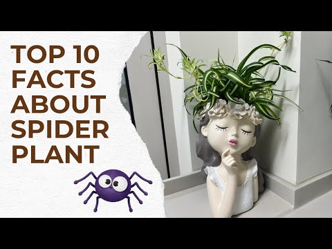 Spider Plant Secrets: Top 10 Fascinating Facts You Didn't Know