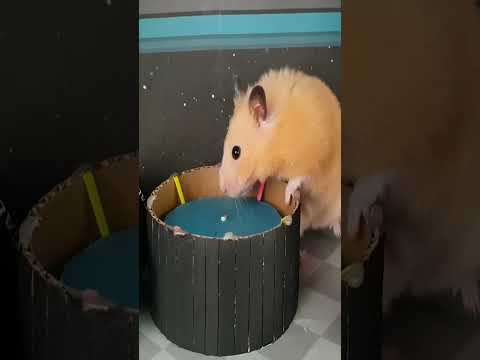 #diy #hamster #maze