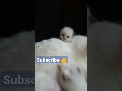 Mama and the babies 😍 #shorts #youtubeshorts #reels #cat #viral #trending #cute #cutebaby #kitten