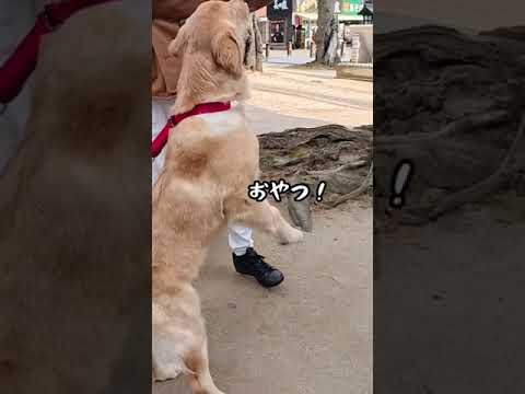 実家に帰らせていただきますPart1(途中の広島へ)#ゴールデンレトリバー仔犬 #ゴールデン子犬 #宮島