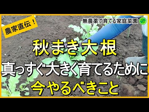 【秋まき大根】間引き・追肥・土寄せなど今やるべきお世話について解説！【有機農家直伝！無農薬で育てる家庭菜園】　24/9/26