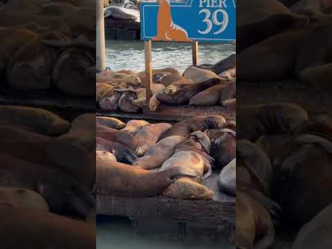 15-year high count of sea lions at San Francisco’s Pier 39 due to abundant supply of anchovies!