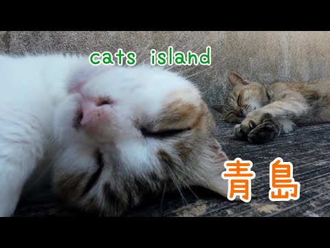 食事もしたし、寝るだけです　I just ate and slept.　【青島】【夏休み2024】【猫島巡り】