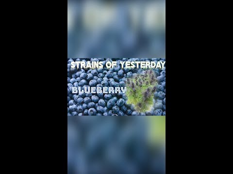 Strains of Yesterday : BLUEBERRY